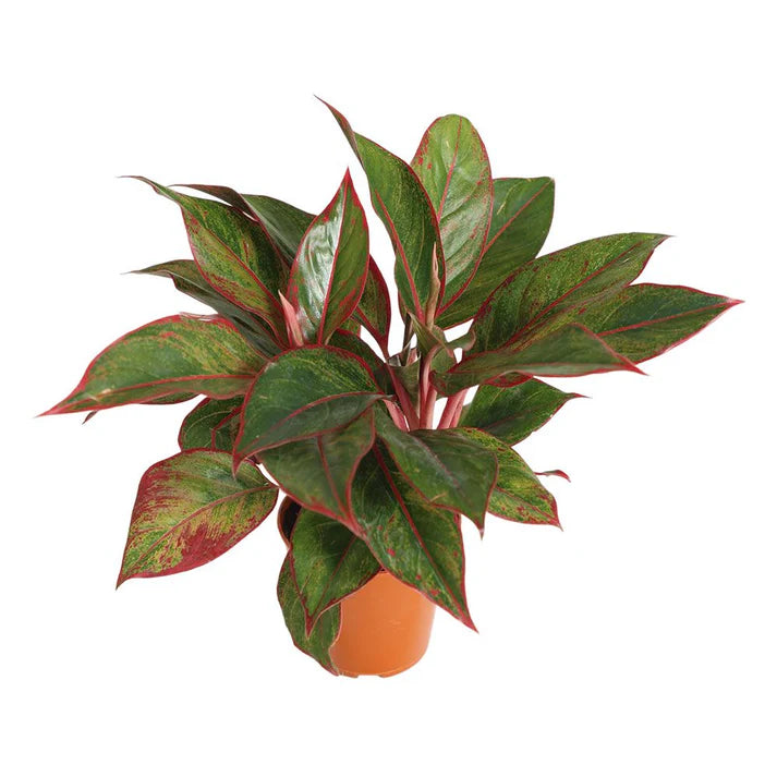 Aglaonema Red Siam