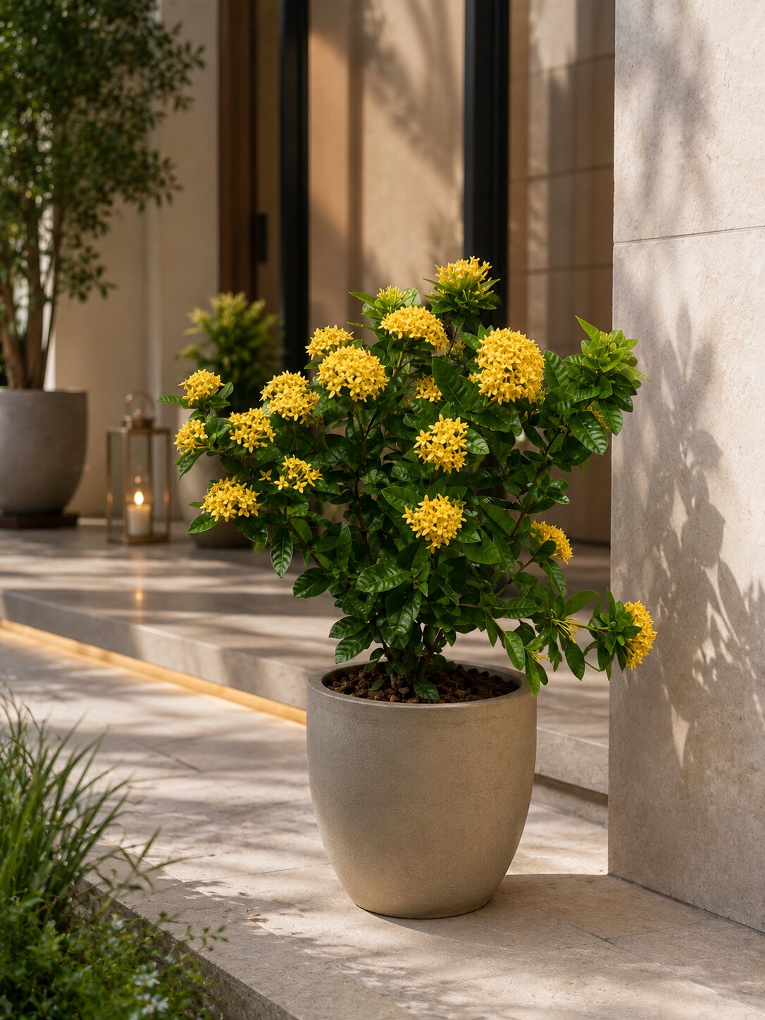Cedoria - Ixora coccinea