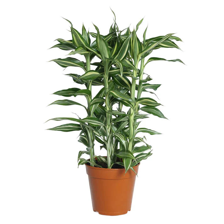 Dracaena sanderiana 'Victory'