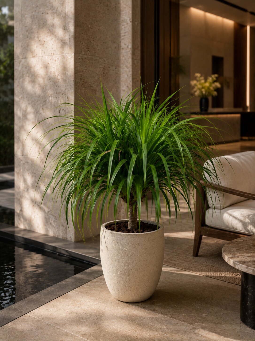 Montavera - Montavera Ponytail Palm