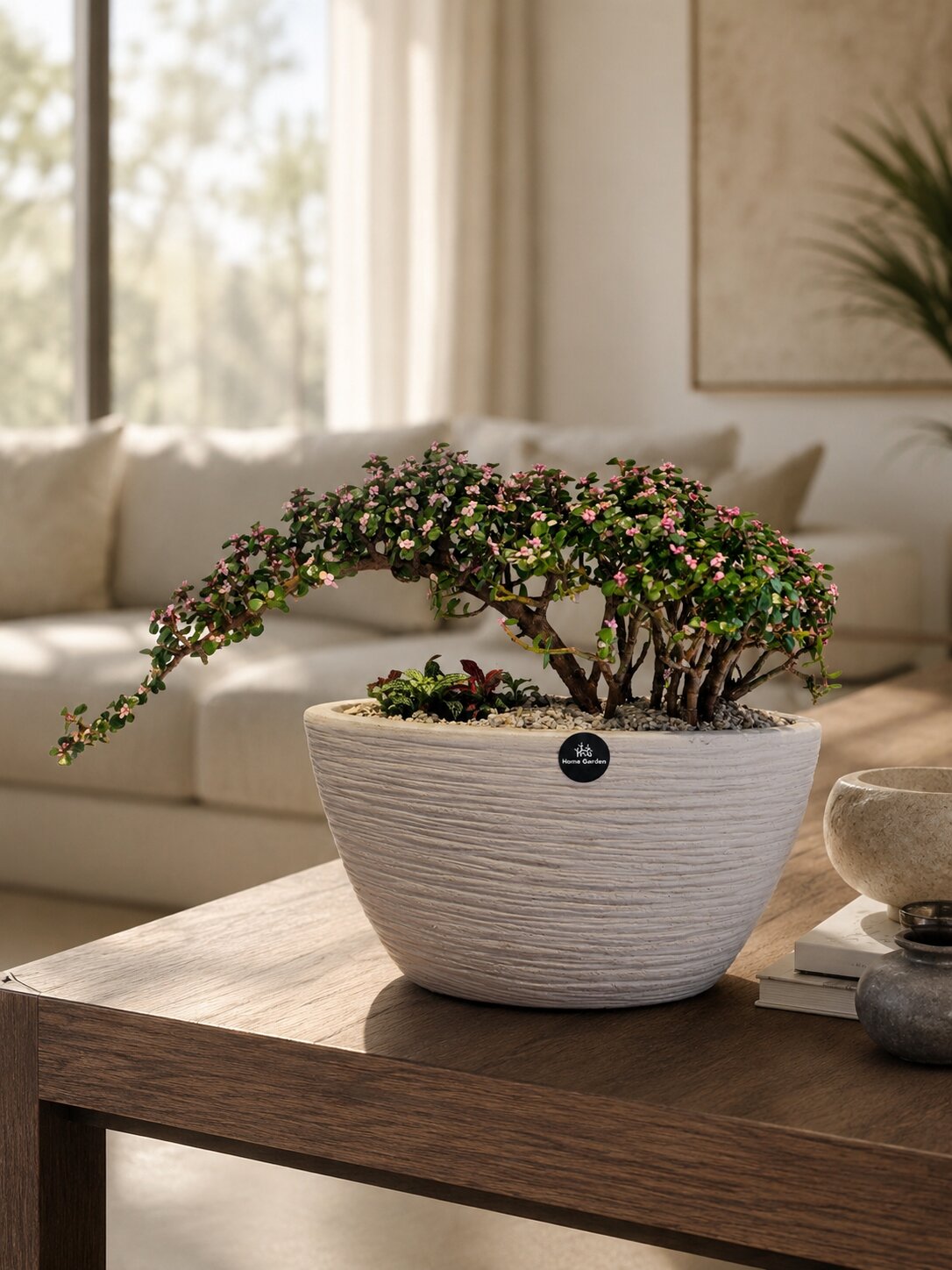 Royal Bonsai Curve Portulacaria