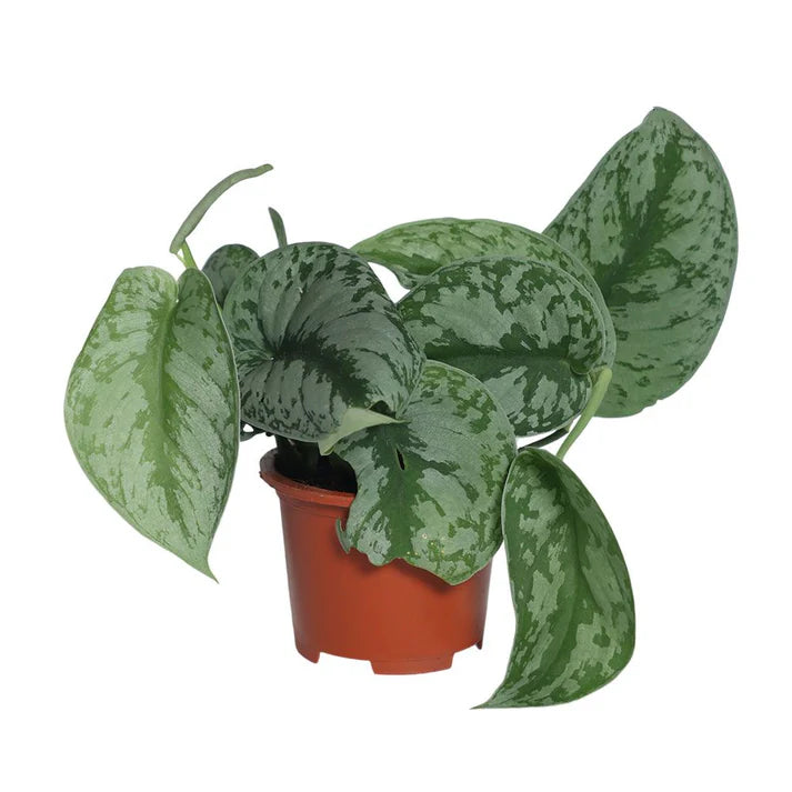 Scindapsus treubii moonlight