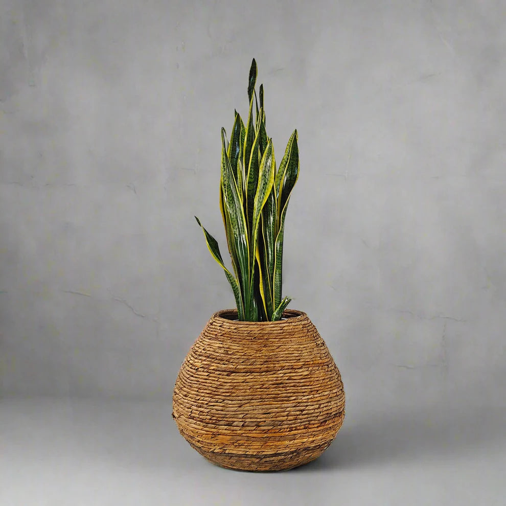 Snake Plant (Dracaena Trifasciata)