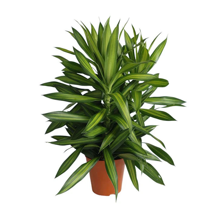 Song of Jamica Plant