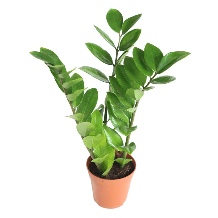Zamioculcas