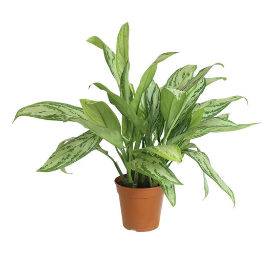 Aglaonema Silver Queen