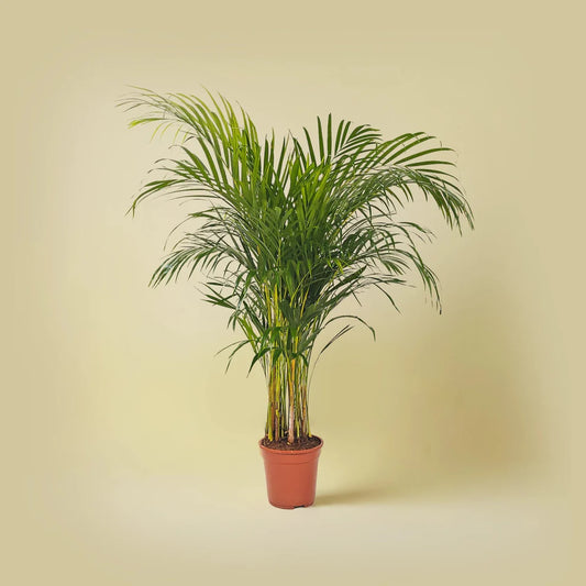 Areca Palm (Chrysalidocarpus/Dypsis lutescens) | 90 - 100 cm