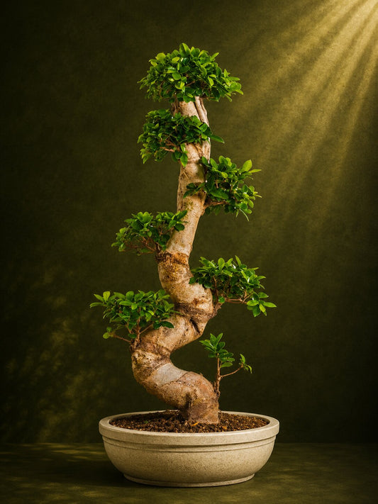 Artistic Ficus Bonsai