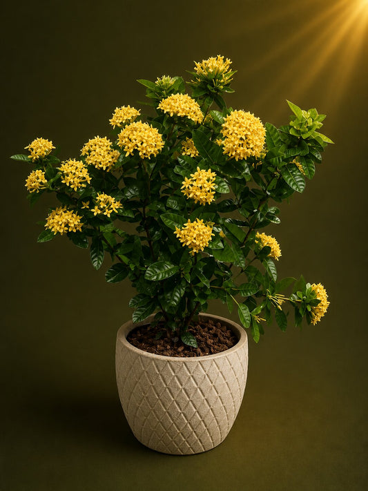 Cedoria - Ixora coccinea