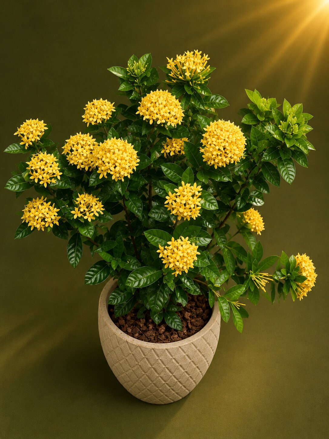 Cedoria - Ixora coccinea