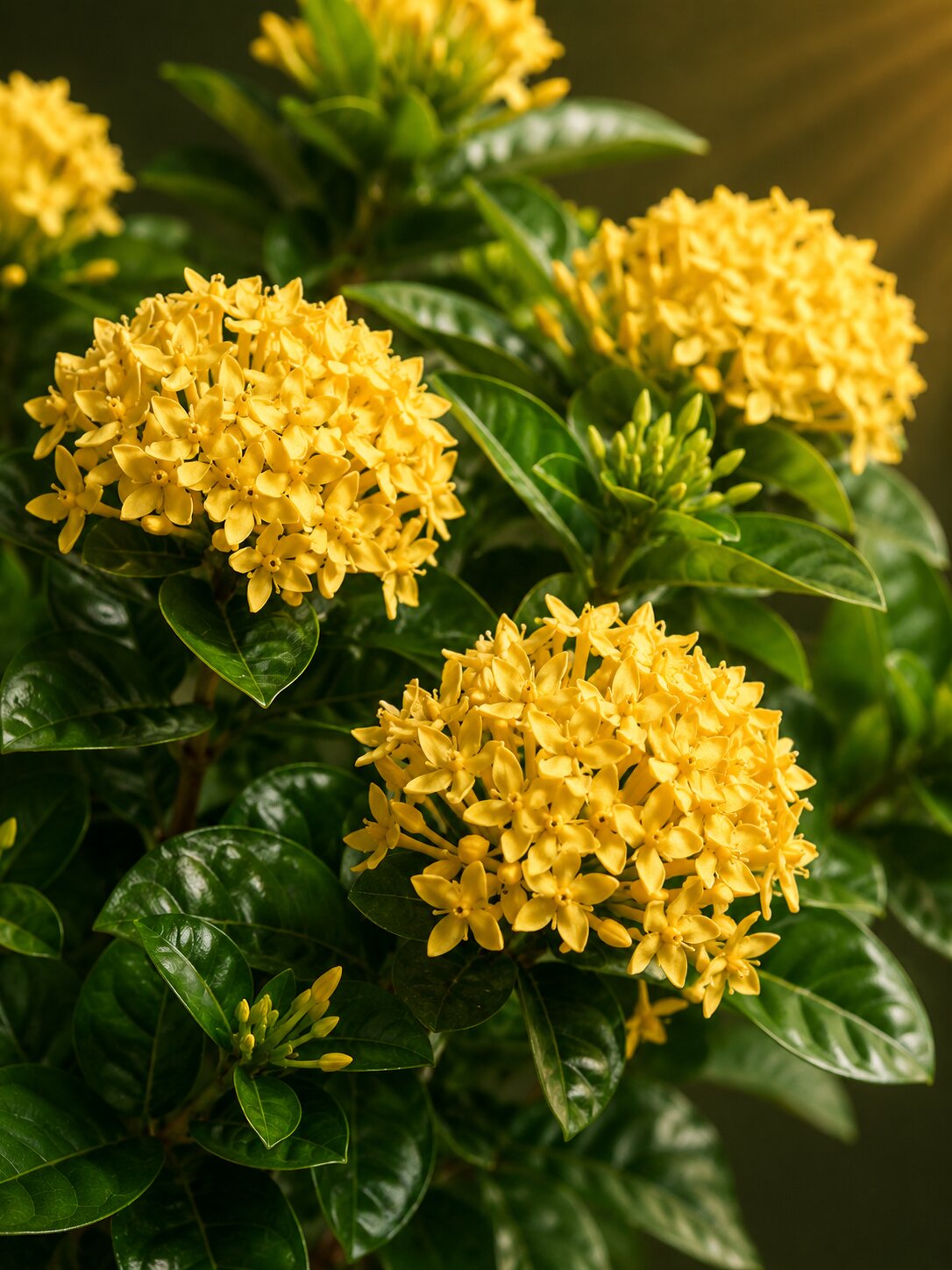 Cedoria - Ixora coccinea