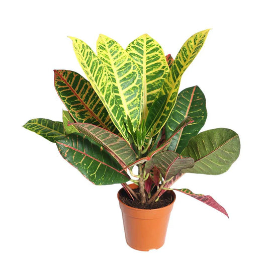 Croton Petra
