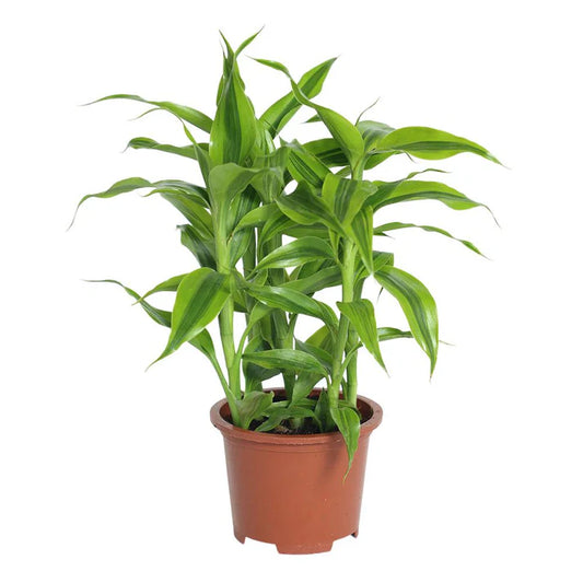Dracaena Sandariana Gold