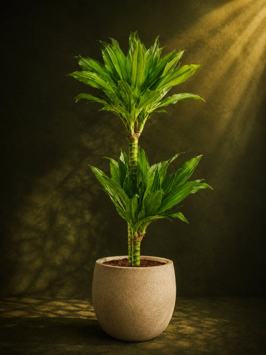 Dracaena 'Janet Craig