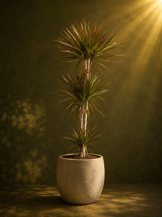 Dracaena marginata
