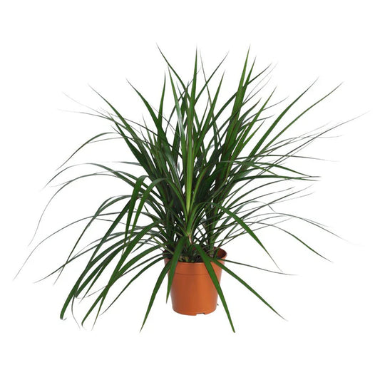Dracaena marginata