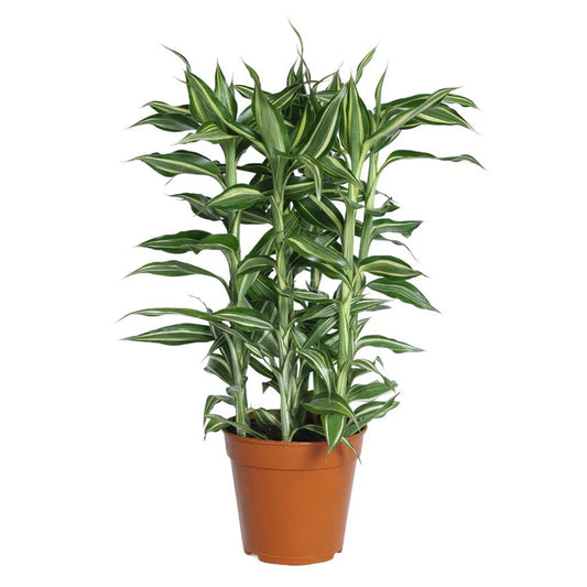 Dracaena sanderiana 'Victory'