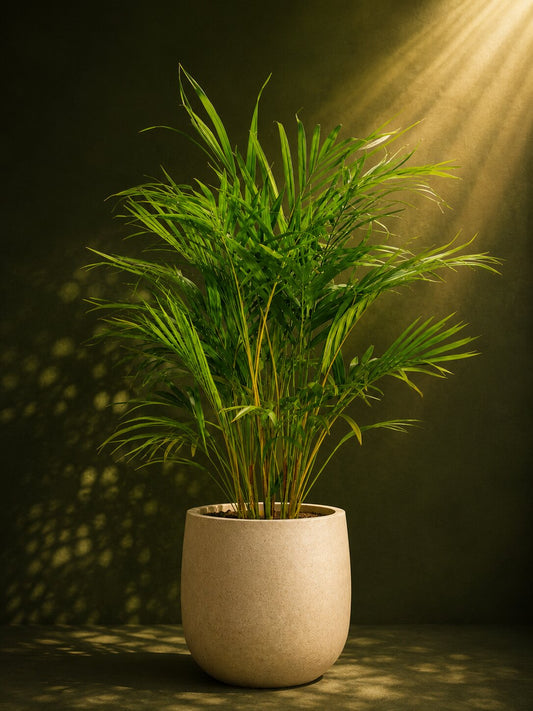 Elegant Areca Palm