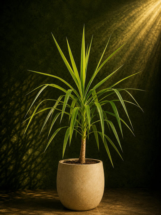 Elegant Structural Yucca