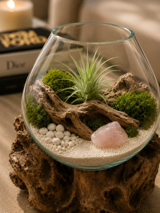 Evoria — Single Molten Glass on Teak Driftwood Terrarium