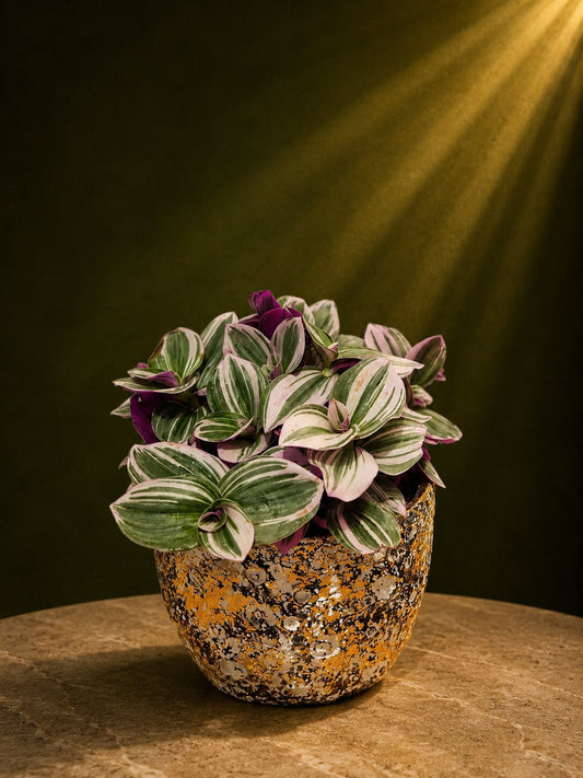 Fantasy Tradescantia