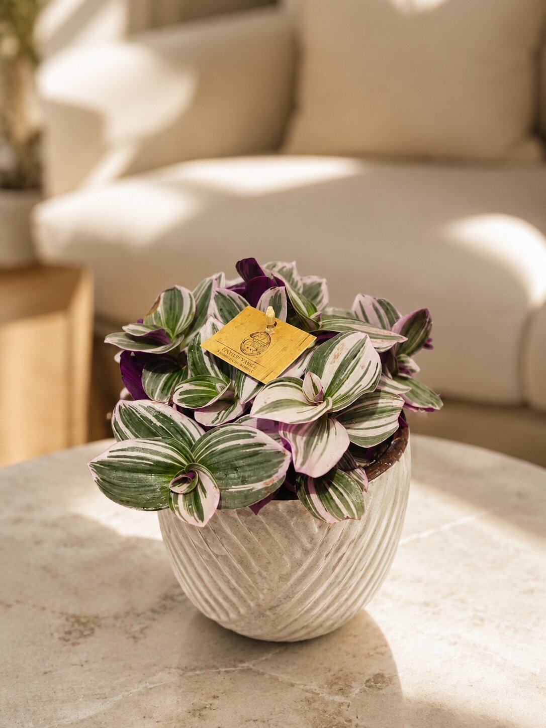 Fantasy Tradescantia