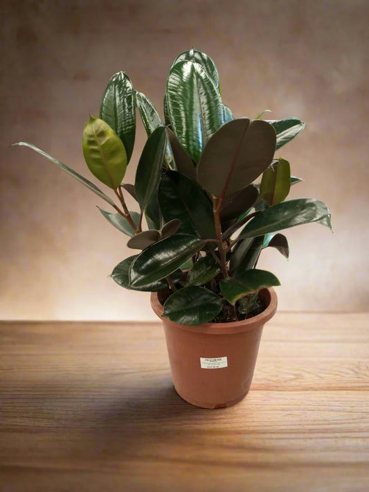 Ficus Elastica (Rubber plant)