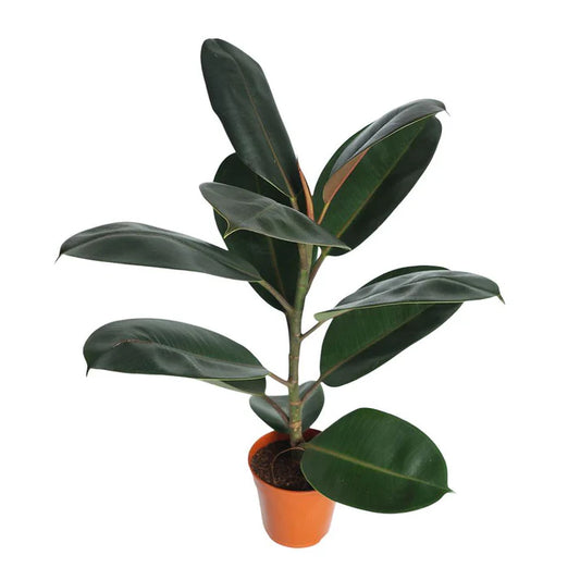 Ficus Robusta