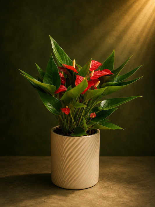 Forest View Anthurium