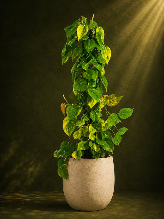 Golden Climbing Pothos
