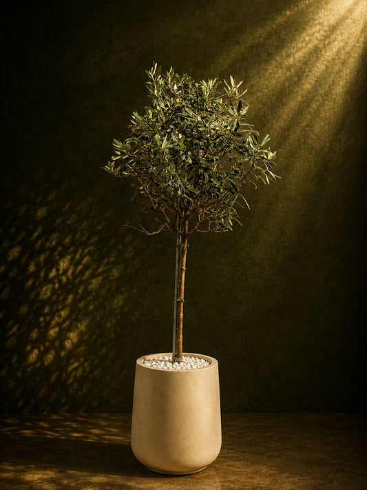 Heritage Luxury Olive Tree