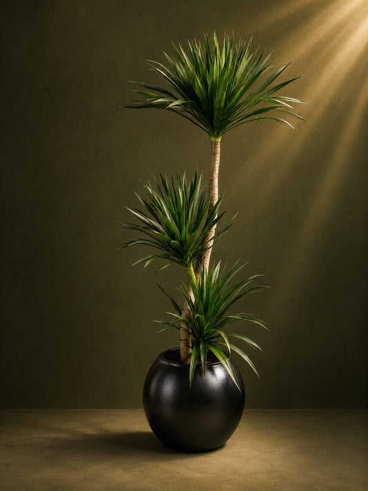 Imperial Dracaena