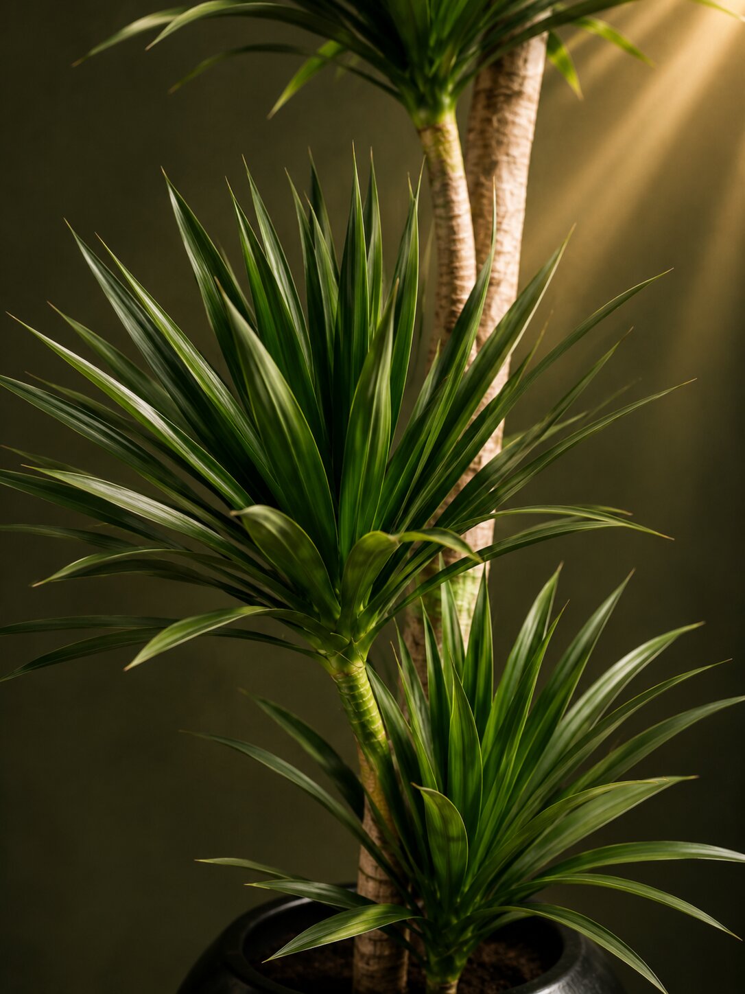 Imperial Dracaena