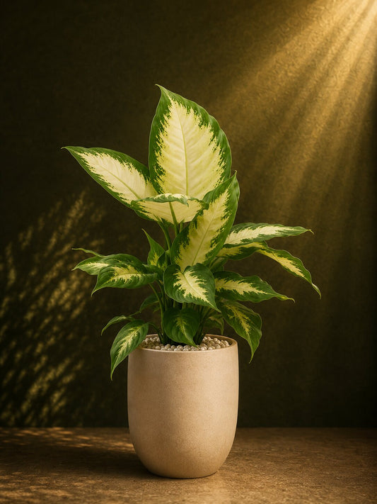 Luxury Dieffenbachia Elegance