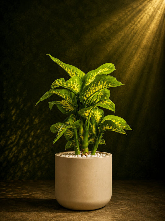 Luxury Dieffenbachia Touch