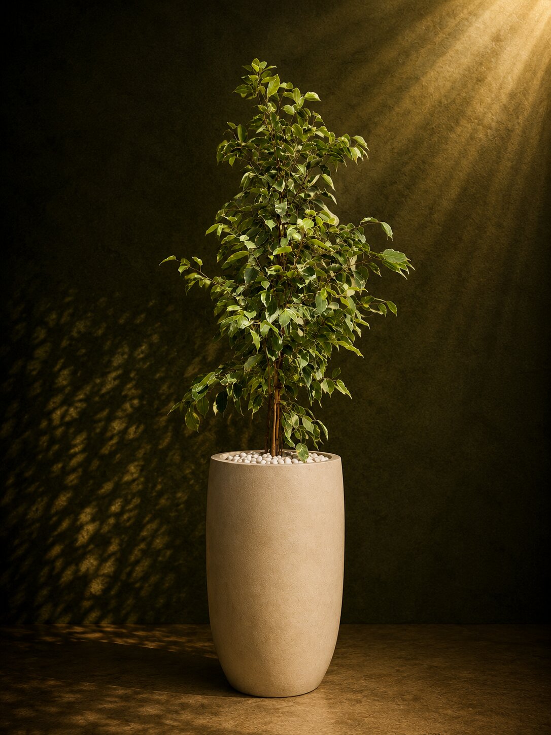 Luxury Ficus Starlight