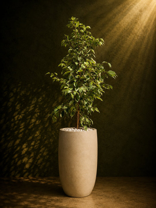 Luxury Ficus Starlight