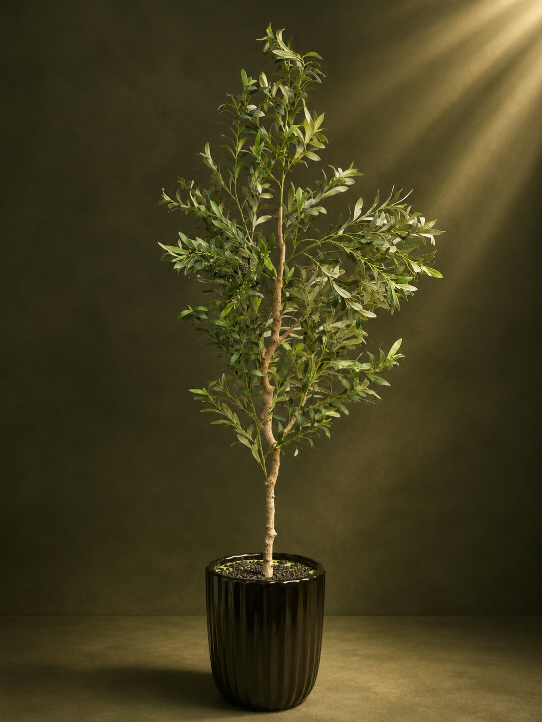 Maison Olive