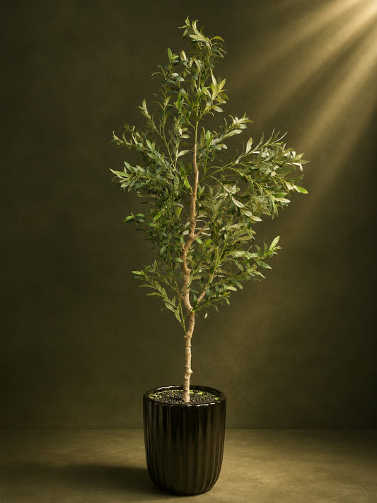 Maison Olive