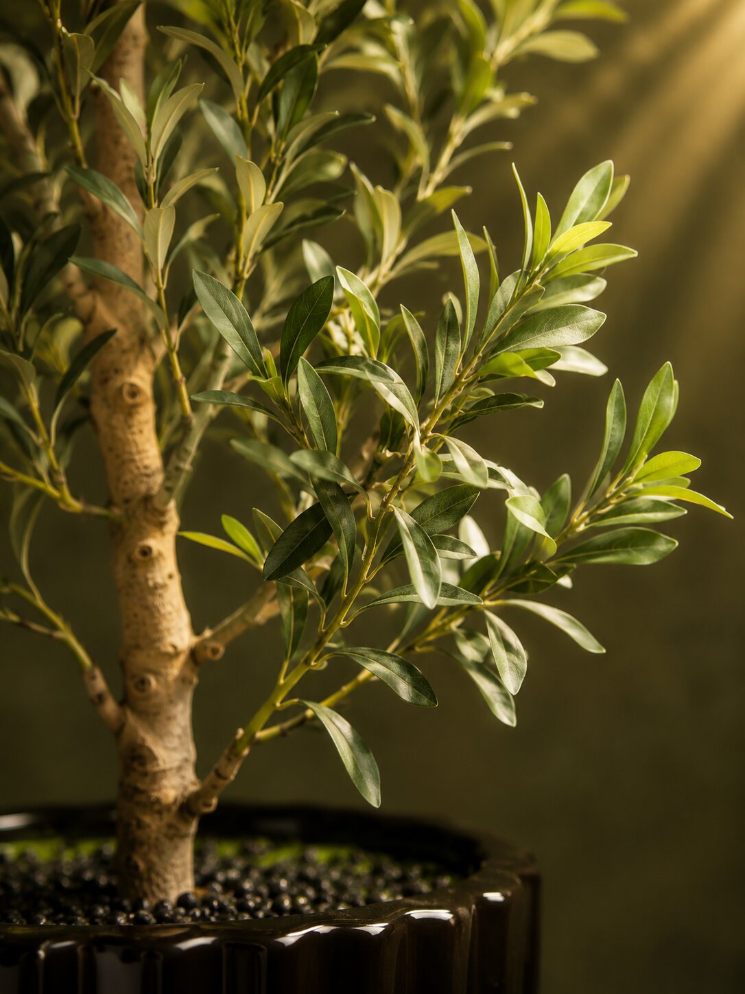 Maison Olive