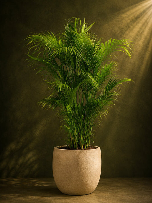 Majestic Areca Palm