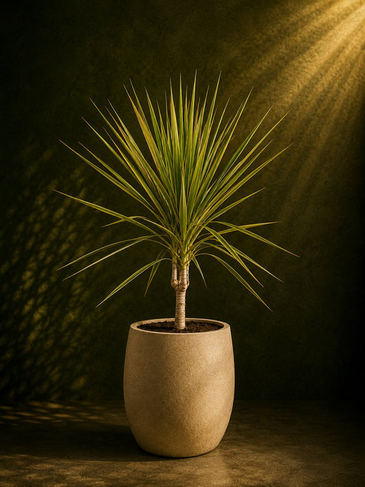 Modern Dracaena Marginata