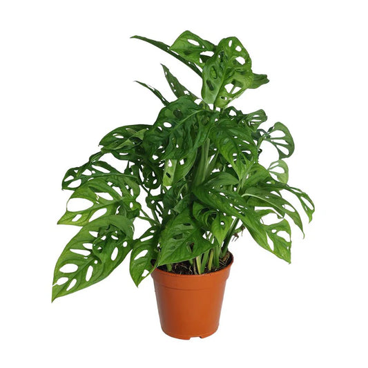 Monstera Adansonii