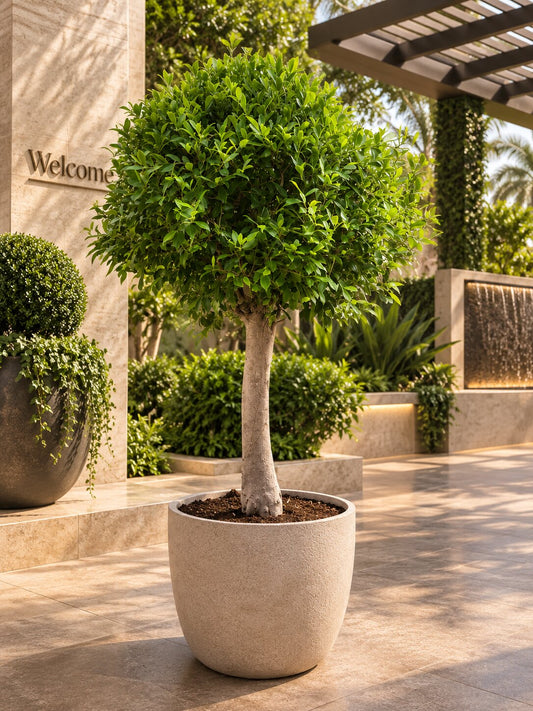 Montara - Ficus