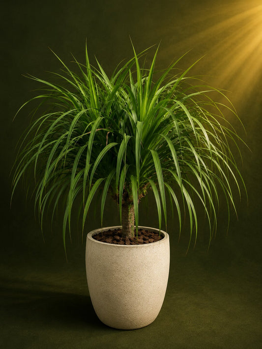 Montavera - Montavera Ponytail Palm