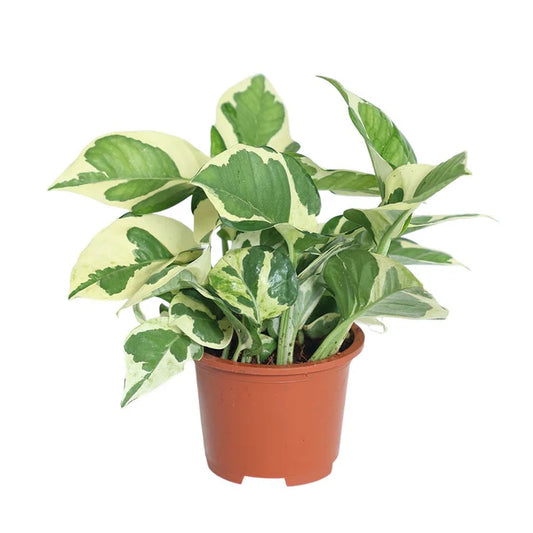 N Joy Pothos