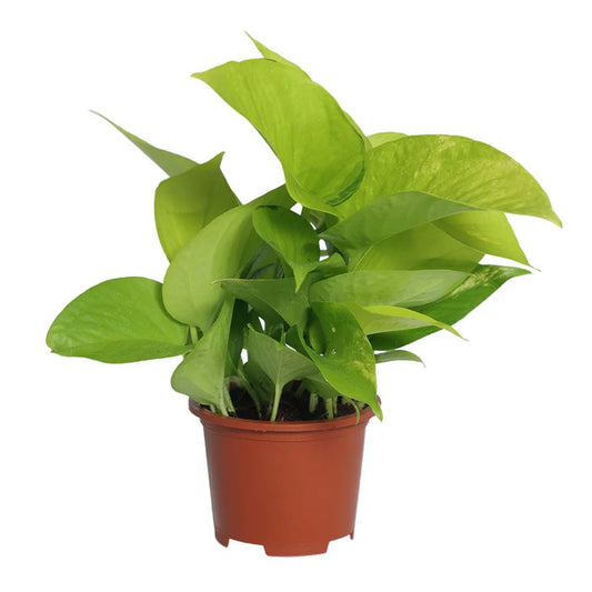 Neon Pothos