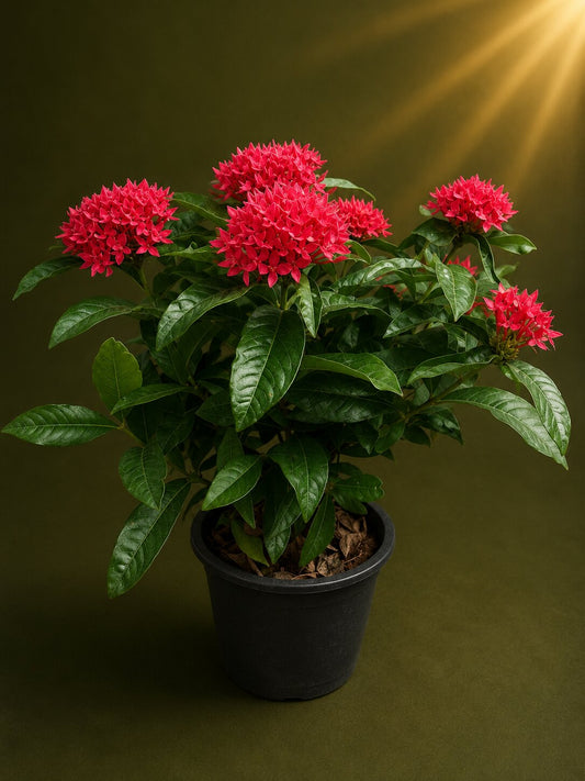 Oakmere - Red Ixora