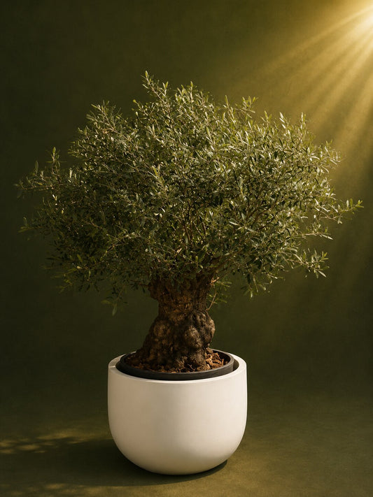 Orviano Artificial Bonsai Tree