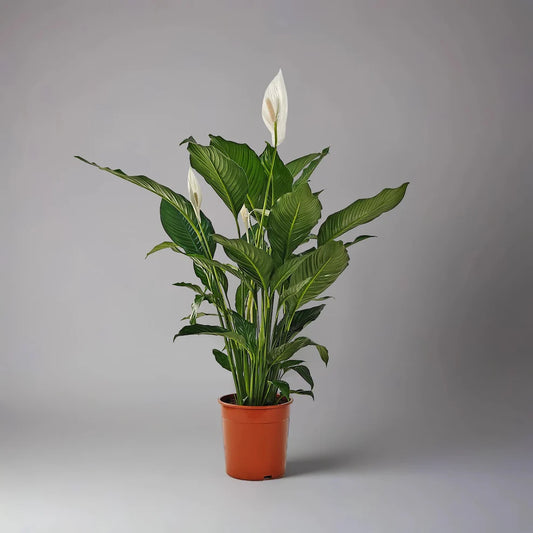 Peace Lilly (Spathiphyllum Sensation)
